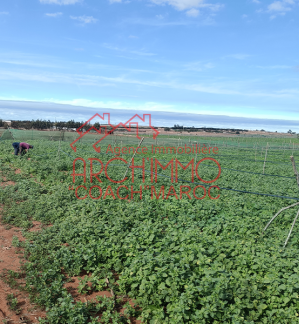 image de propriété - Terrain agricole à  Km d'Azemmour